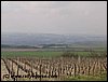 IMG_9528.jpg